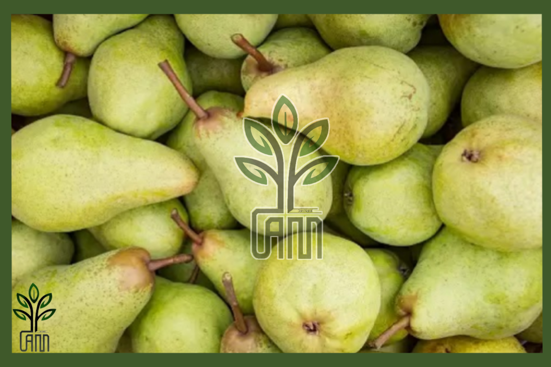 نهال گلابی شاه میوه