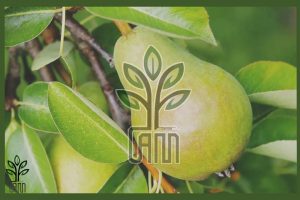 نهال گلابی شاه میوه