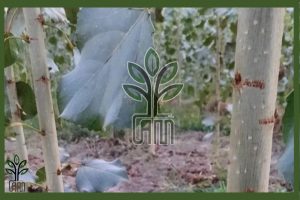 نهال صنوبر تبریزی