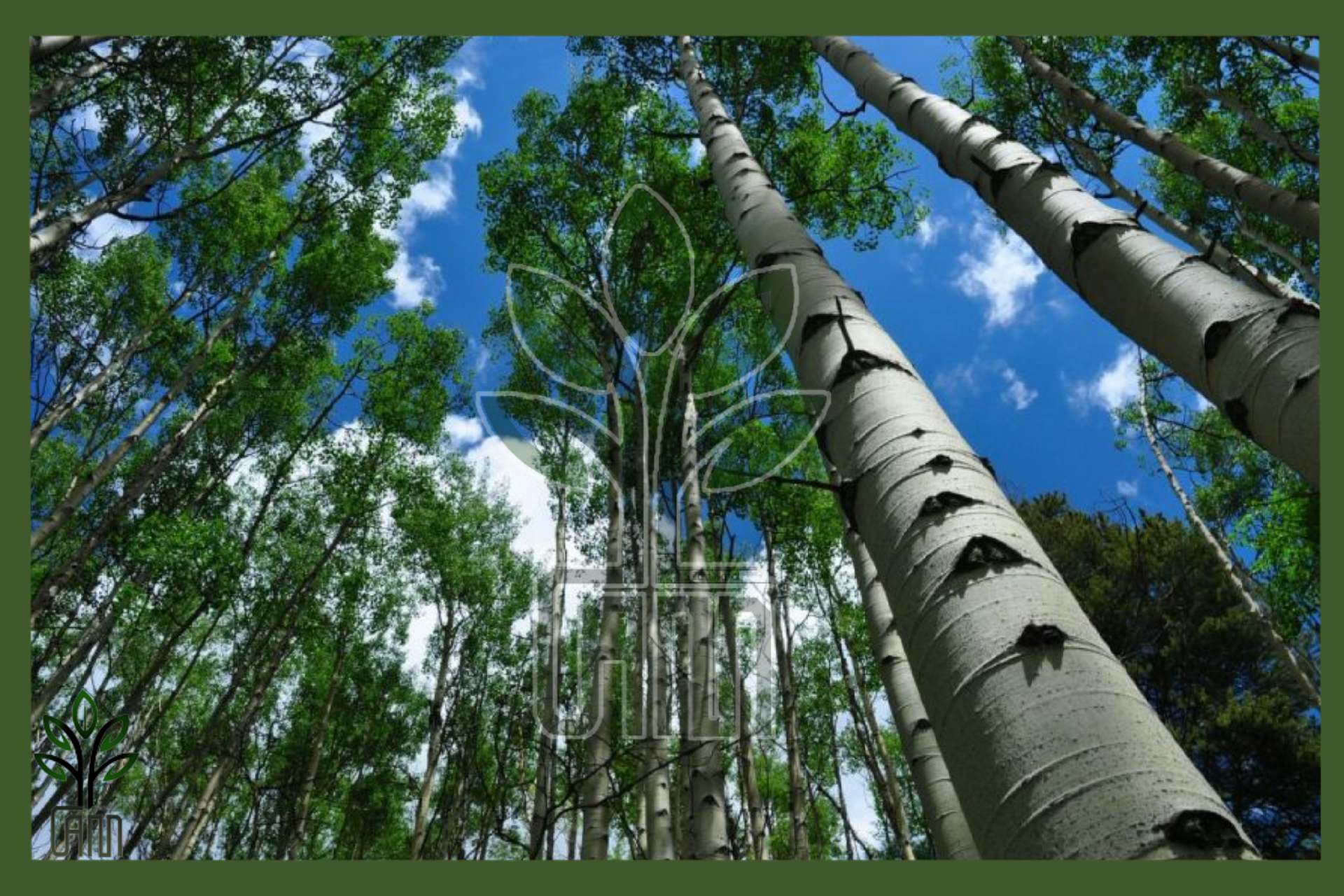 نهال صنوبر تبریزی