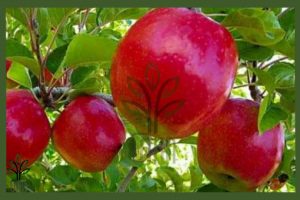 نهال سیب عروس