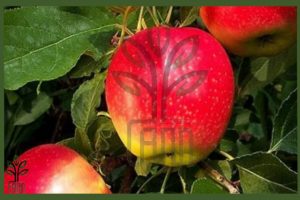 نهال سیب عروس