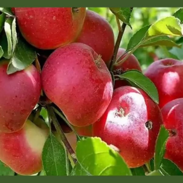 نهال سیب عروس