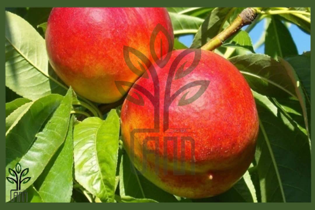 نهال شلیل سان گلد