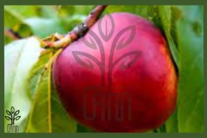 نهال شلیل سان گلد