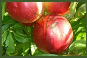 نهال شلیل سان گلد