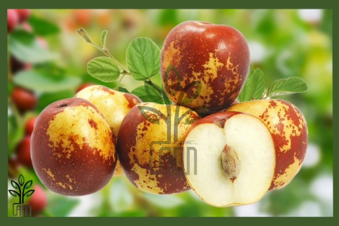 نهال عناب