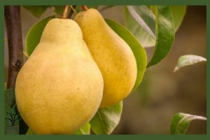 نهال گلابی بیروتی