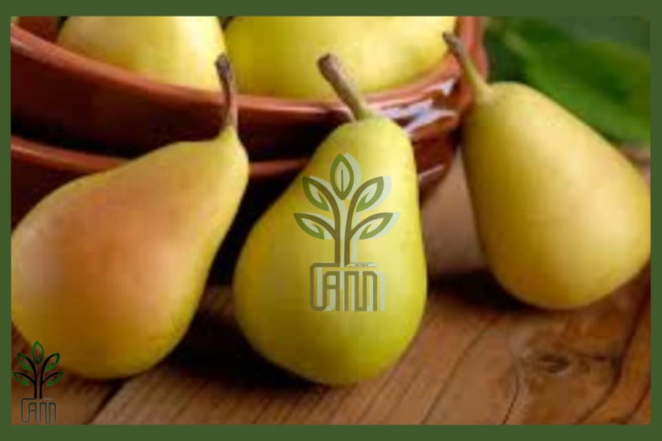 نهال گلابی بیروتی