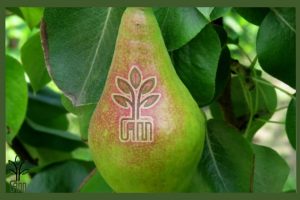 نهال گلابی بیروتی