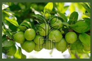 نهال گوجه سبز شهریار