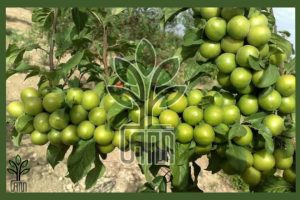 نهال گوجه سبز شهریار