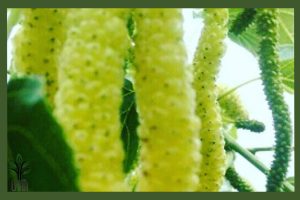 نهال توت موزی