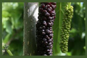 نهال توت موزی