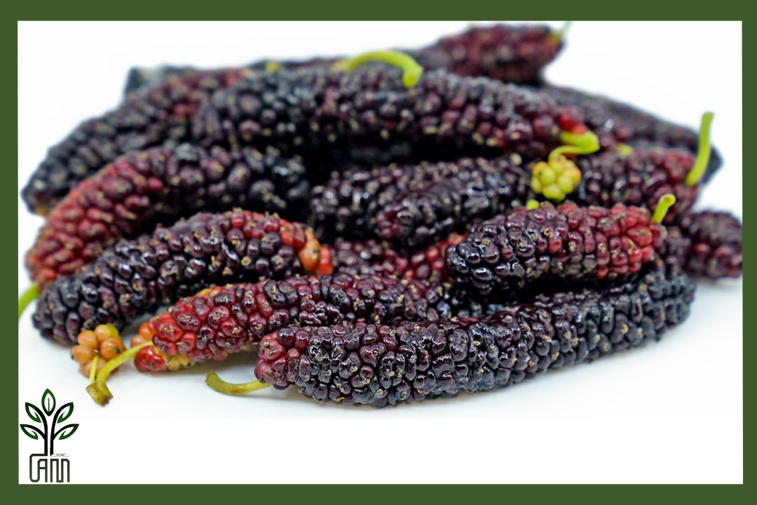 نهال توت موزی