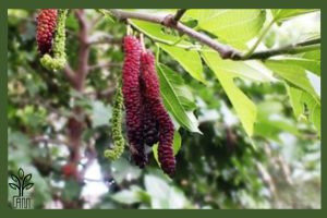 نهال توت موزی