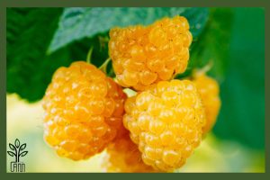 نهال رزبری زرد