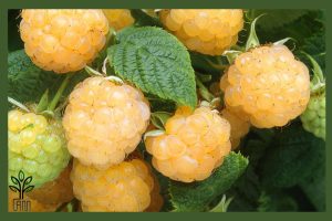 نهال رزبری زرد