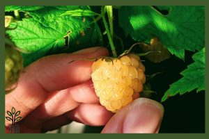 نهال رزبری زرد