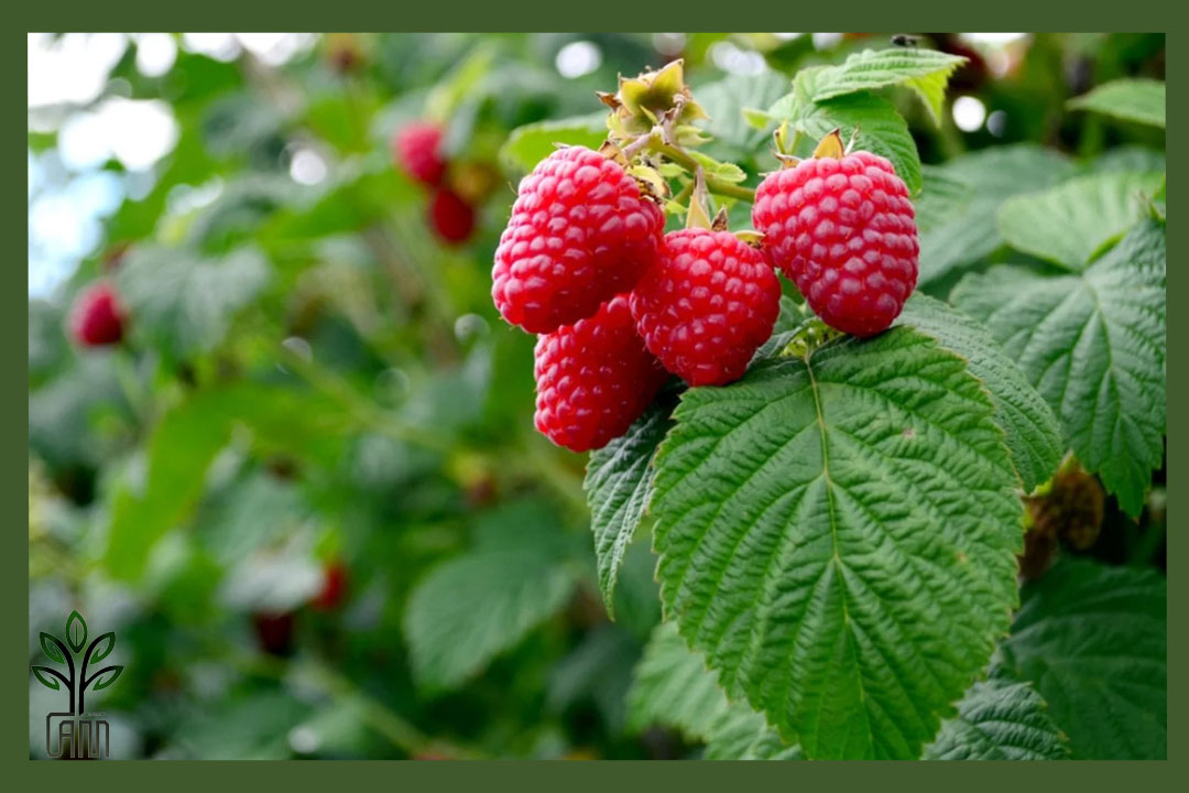 نهال رزبری قرمز