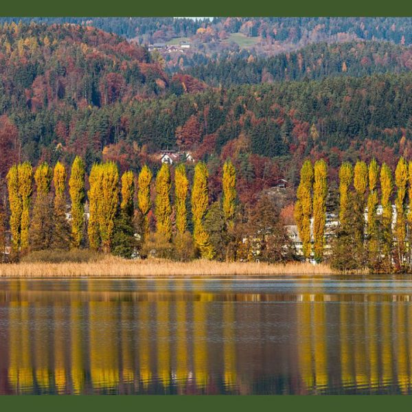 نهال صنوبر کویری