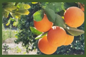 نهال پرتقال والنسیا