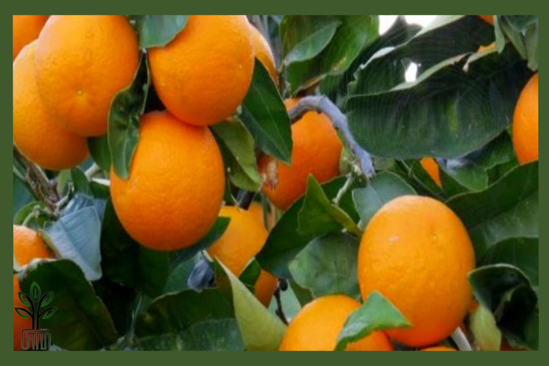 نهال پرتقال والنسیا