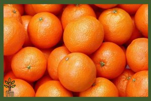 نهال پرتقال والنسیا