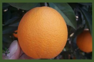 نهال پرتقال والنسیا