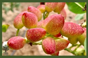 نهال پسته احمد آقایی