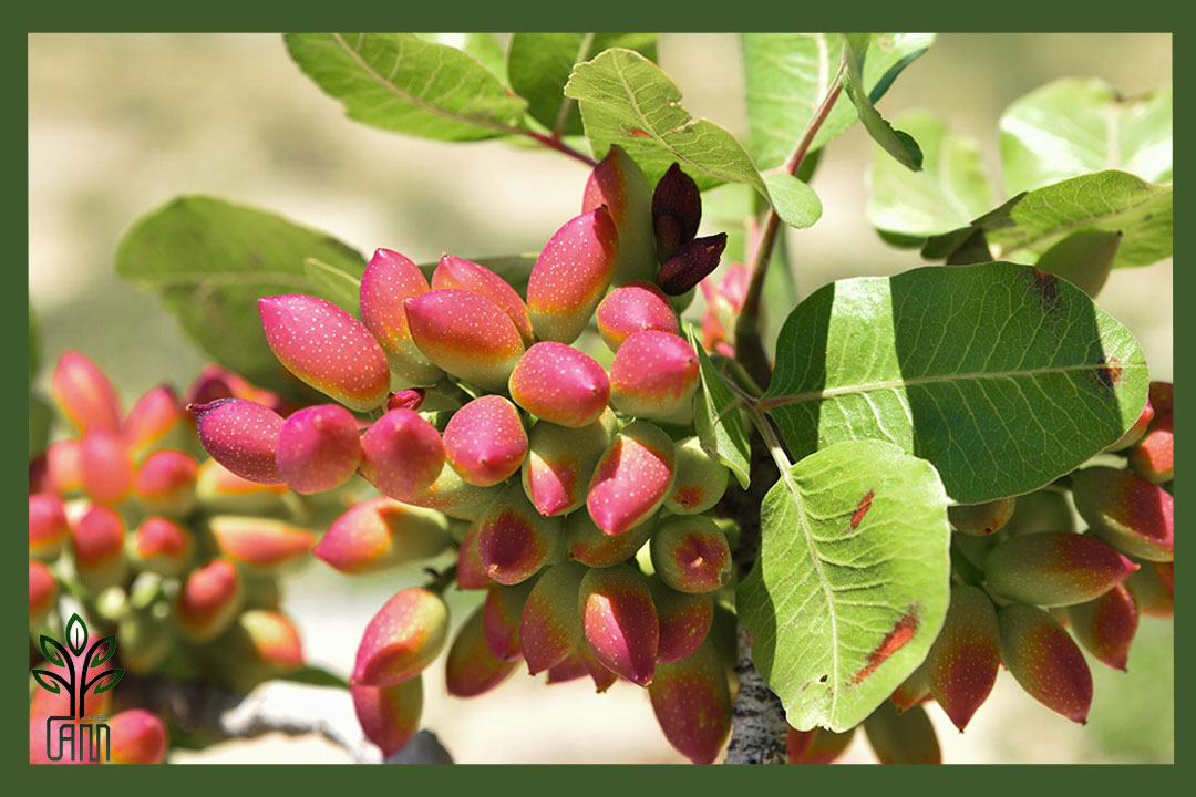 نهال پسته احمد آقایی