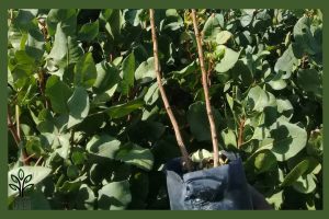 نهال پسته احمد آقایی