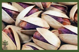 نهال پسته اکبری