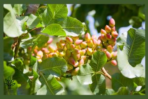 نهال پسته اکبری