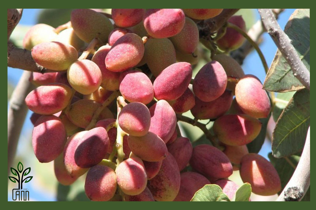 نهال پسته اکبری