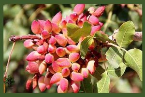 نهال پسته اکبری