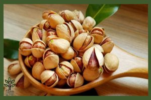 نهال پسته فندقی غفوری