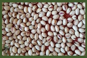 نهال پسته فندقی غفوری