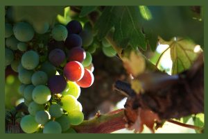 نهال انگور یاقوتی