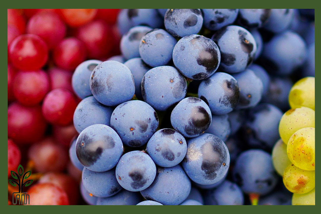 نهال انگور شامپاین جام نهال