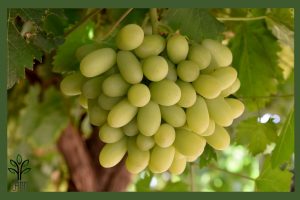 انگور شصت عروس