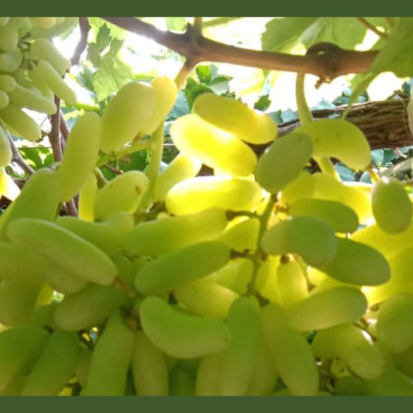 انگور شصت عروس