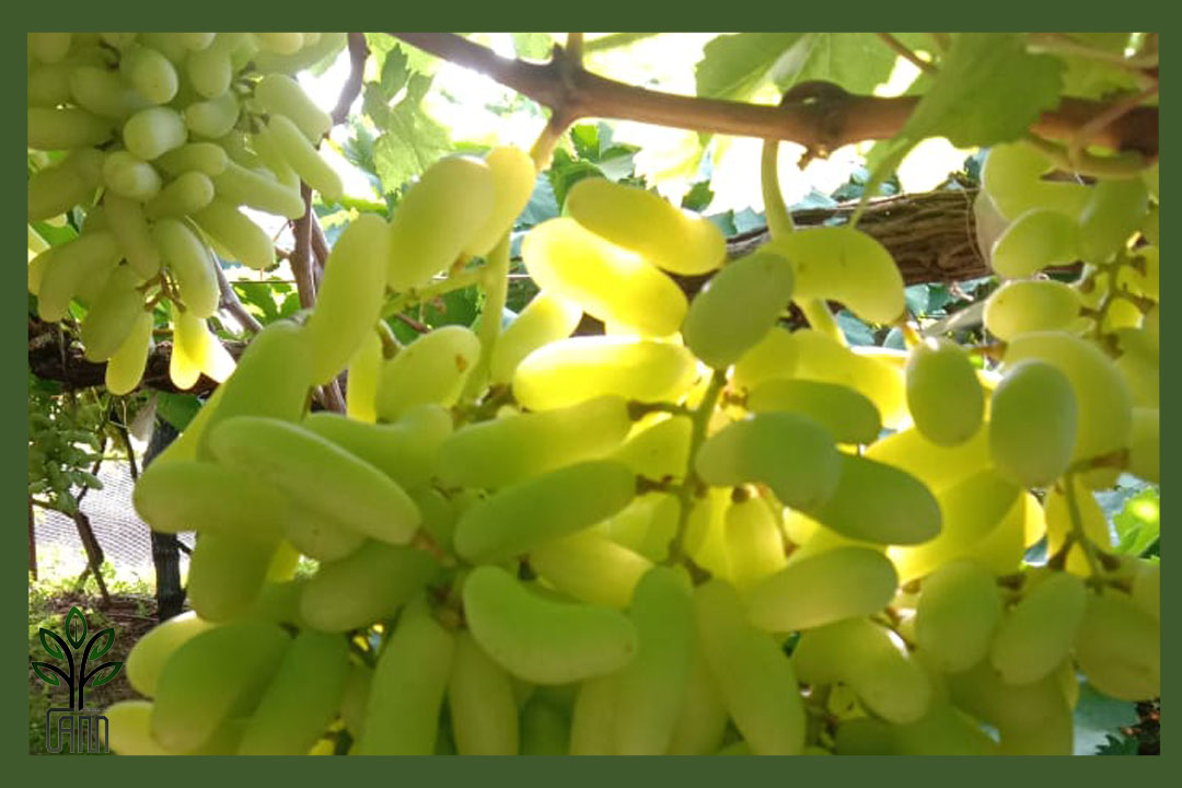 انگور شصت عروس