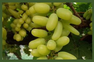 انگور شصت عروس