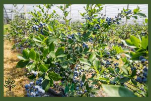 نهال بلوبری