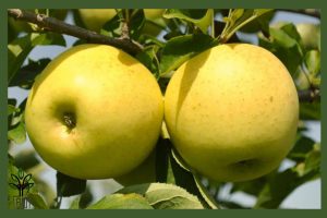 نهال سیب دلیشز جام نهال