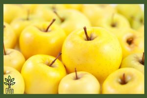 نهال سیب دلیشز جام نهال