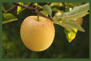 نهال سیب دلیشز جام نهال