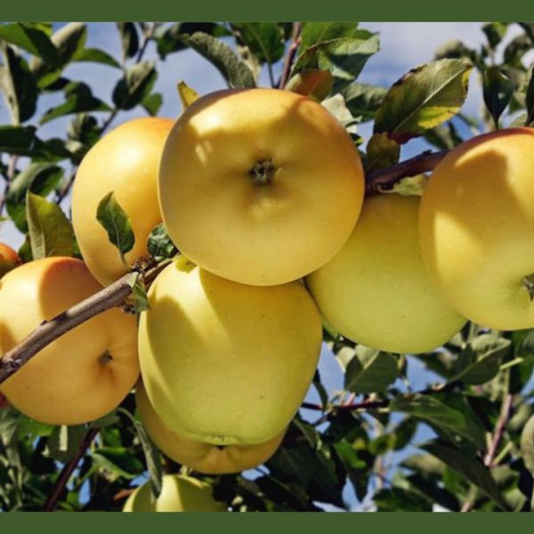 نهال سیب دلیشز جام نهال