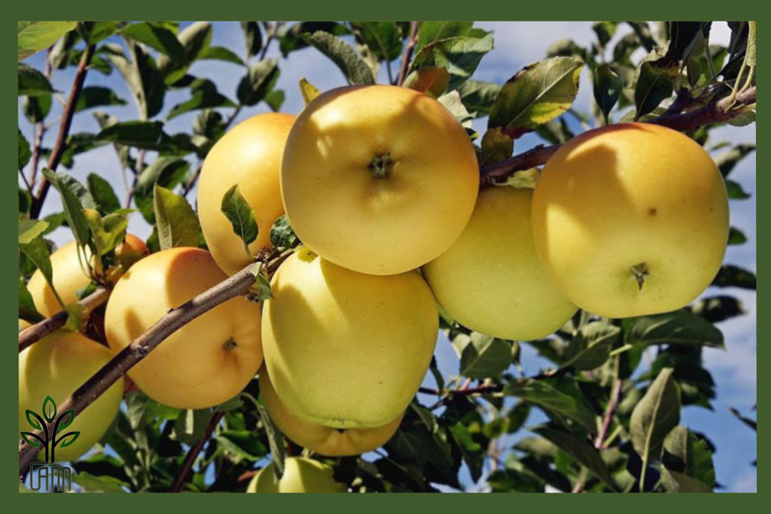 نهال سیب دلیشز جام نهال